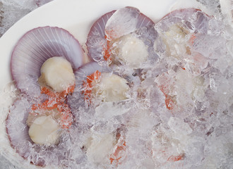 Open scallops on ice