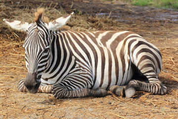 Fototapeta na wymiar Zebra sleeping on field
