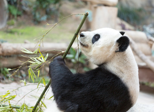 Cute Giant Panda Eating Bamboo