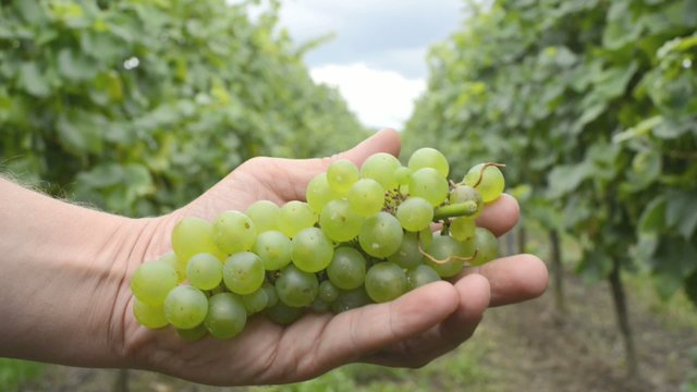 in the Vine Yard