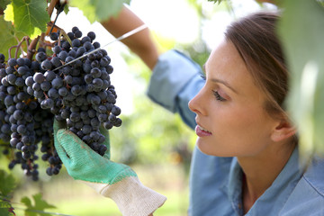 Beautiful woman in vineyard picking grape
