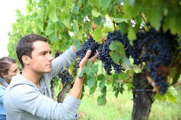 Man in vineyard picking grapes