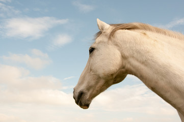 Obraz na płótnie Canvas Portret siwy koń