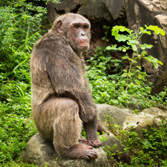 Obraz premium Chimpanzee