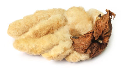 Organic cotton over white background