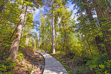 Shaded trail in a Coastal Forest