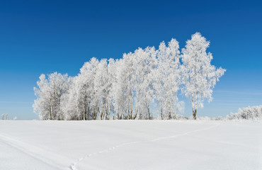 Countryside of Central Russia in winter