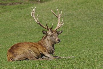 Rothirsch - König des Waldes