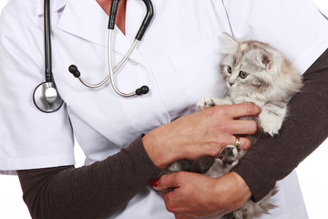 Katze wird von weiblichem Tierarzt untersucht