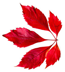 red autumn leaf