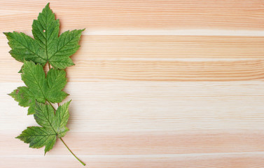 Three green sycamore leaves on a wooden background