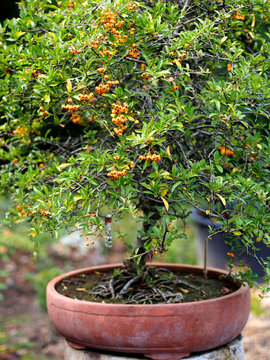 Bonsaibaum im Keramiktopf