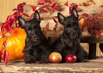 puppies scotch terrier