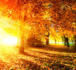 Fall. Autumnal Park. Autumn Trees and Leaves in Sunlight Rays
