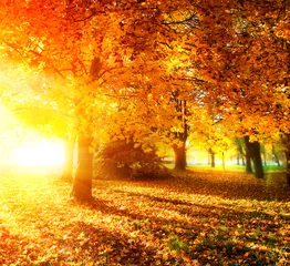 Aluminium Prints Autumn Fall. Autumnal Park. Autumn Trees and Leaves in Sunlight Rays