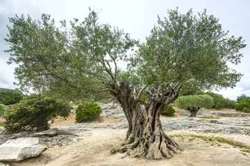 Crédence en verre imprimé Olivier Pont du Gard : oliviers centenaires