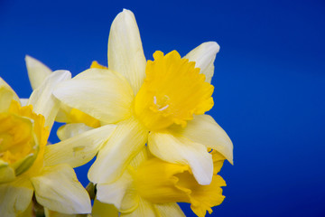 Narcissus
