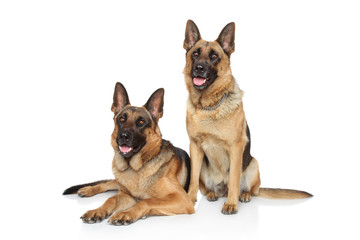 German Shepherd dogs on white background