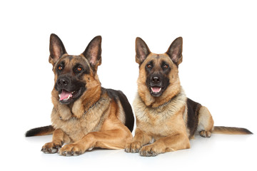 Two German Shepherd dogs
