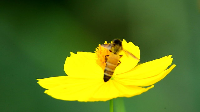 Bee Pollinates Flower