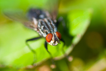 Common Housefly (Fly) Sitting on the Leaf in the Grass Foliage.