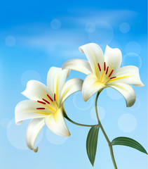 Fototapeta na wymiar Holiday background with two white lilies. Vector.