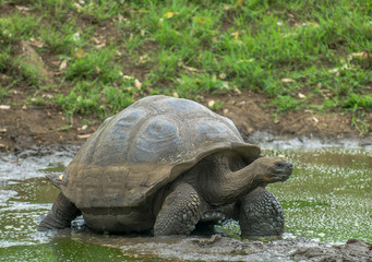Giant turtle, Galapagos islands, Ecuador