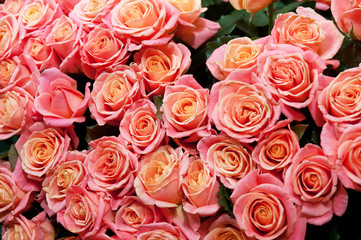 roses background