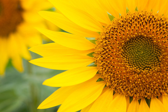 Image of beautiful sunflowers