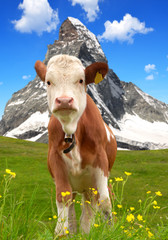 Fototapeta na wymiar Cow in the meadow - Swiss Alps