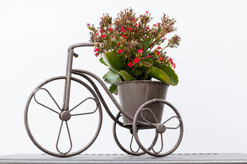 Fototapeta na wymiar kwiat na rowerze