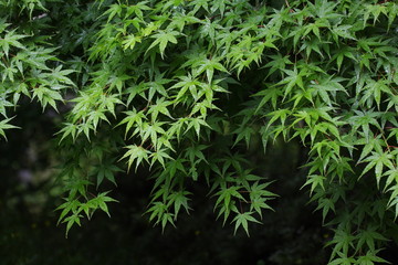 雨に濡れるカエデの青葉