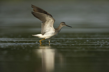 Lesser yellowlegs, Tringa flavipes