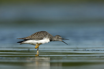 Lesser yellowlegs, Tringa flavipes