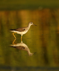 Lesser yellowlegs, Tringa flavipes