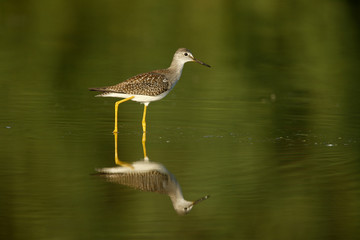 Lesser yellowlegs, Tringa flavipes