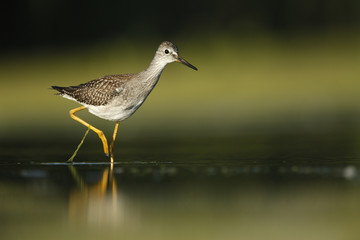 Lesser yellowlegs, Tringa flavipes