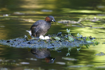 Little grebe, Tachybaptus ruficollis