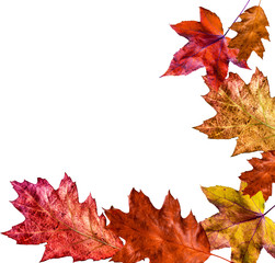 autumn leaves isolated on white background