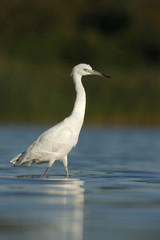 Little-blue heron, Egretta caerulea