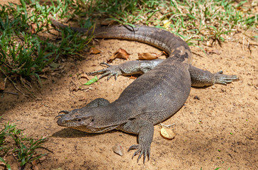 Monitor Lizard