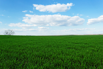 Fototapeta premium wheat field under the blue cloudy sky