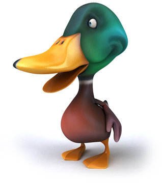 Duck