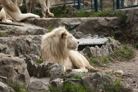 african white lion
