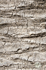 Palm  bark texture