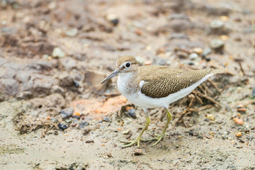 Actitis hypoleucos (Common Sandpiper) in nature of Thailand