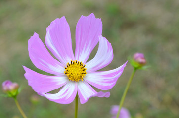 Obraz premium コスモスの花