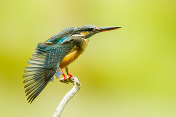 Common Kingfisher spread her wing to show her feature
