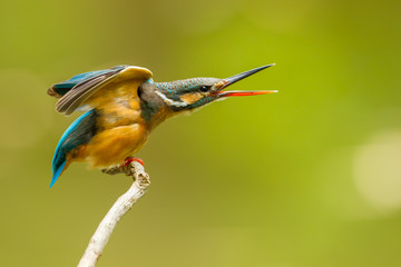 Common Kingfisher on screaming position in nature