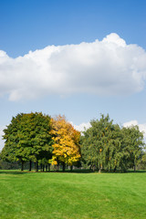 autumn trees on a green meadow against the sky